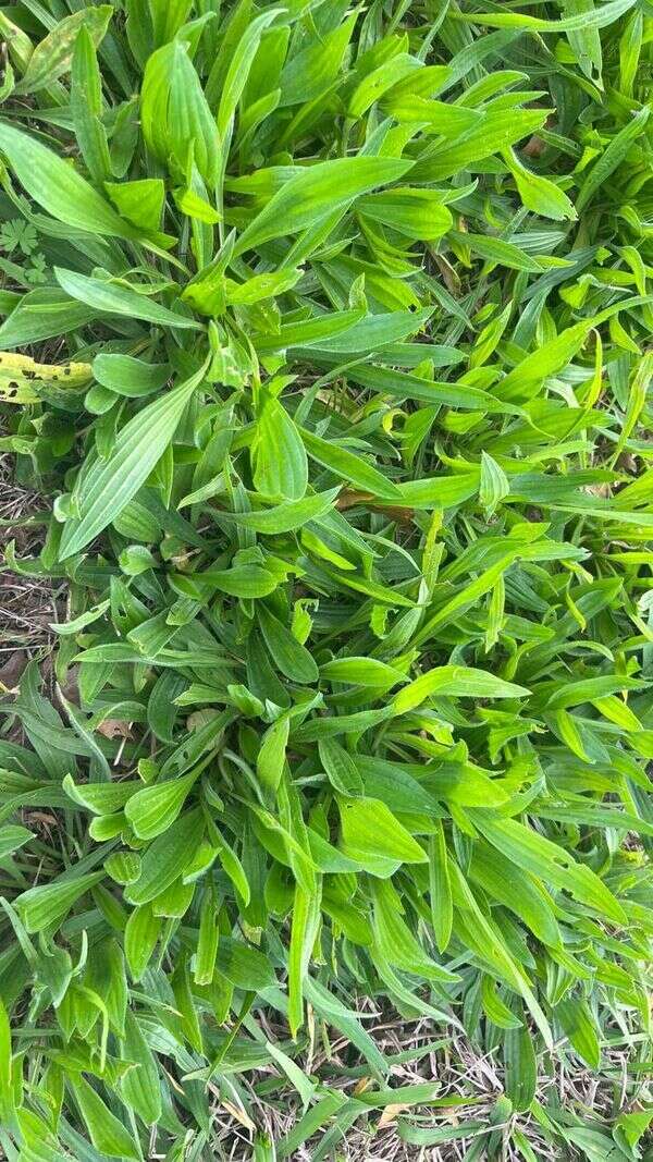 Ribwort - Weedopedia - main image